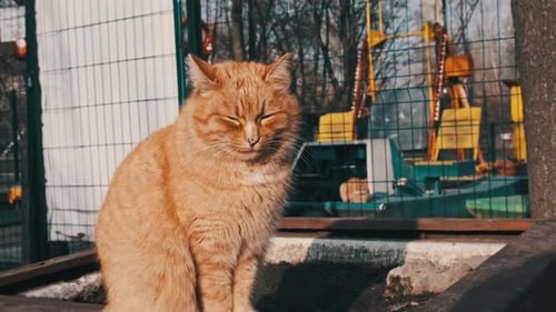 Chat roux errant assis dans le parc au Ralenti