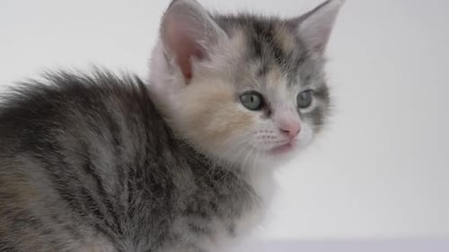 Adorable Tabby Kitten Close Up in Studio