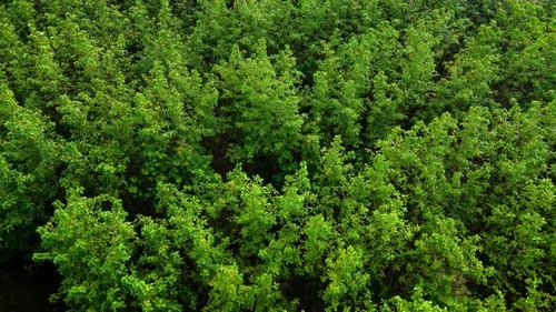 Aerial view from top of green forest tree