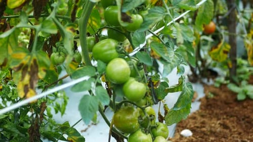 Unripe Green Tomatoes Growing on the Vine