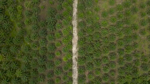 Nachhaltige Palmölplantage