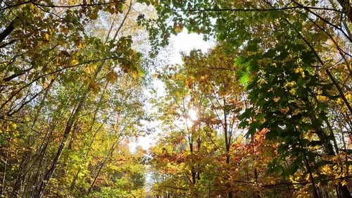 A luz solar irradia através da densa folhagem de outono em uma floresta tranquila