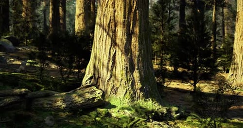 Majestic Sequoia Tree Surrounded By Lush Greenery in a Serene Forest