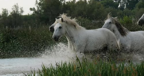 Camargue Horse, Herd trotting or galloping through Swamp, Saintes Marie de la Mer in Camargue