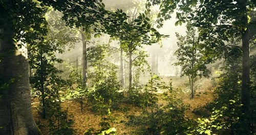 Foggy Forest with Sunlight Filtering Through Trees During Morning Hours