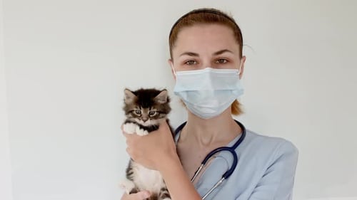 Veterinarian Holding Kitten at Animal Hospital