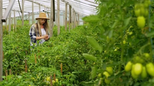 Woman Harvesting Ripe Tomatoes in Greenhouse