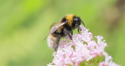 Bee Pollinating Pink Flowers in Gentle Sunlight