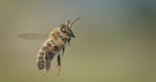 Honey bee fly in a super slow motion. Shot on super slow motion camera 1600 fps. Bees are best known