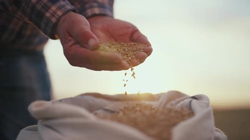 Wheat Grain Pouring From Farmer's Man Hands Wheat on Agricultural Field to Canvas Bag Hands Closeup
