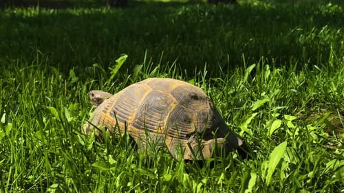 A Turtle Slowly Walking on Green Grass