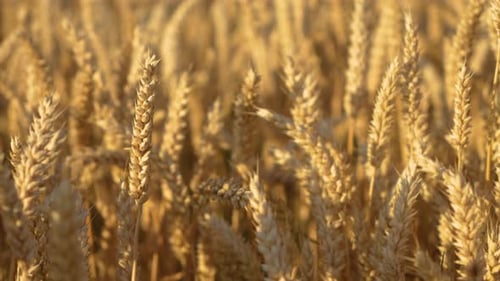 Wheat Agricultural Field with Ripe Grain Barley Seeds Spikelets on Dry Straw at Sunset Close Up