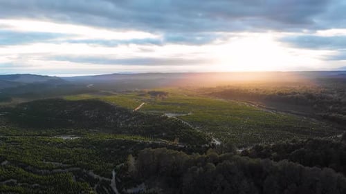 Aerial drone flying over a green plantation forest. Beautiful sunlight. Hills and mountains.