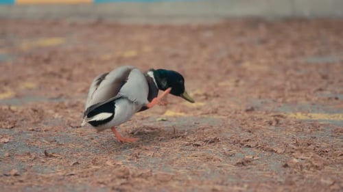 Mallard duck scratching its ear while standing on a paved road