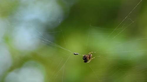 Spider Pray en ligne UHD 4K Mp4.