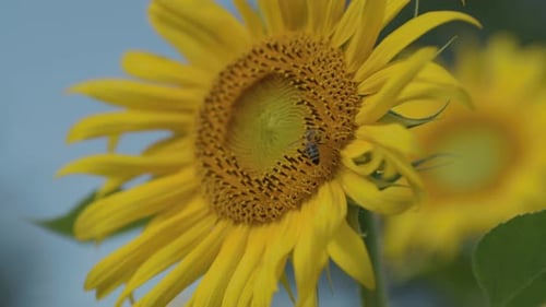 Bee on Sunflower in Summer Sunlight