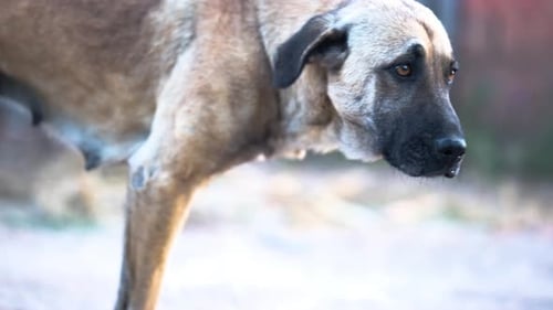 Dog Standing Outside on a Rural Road