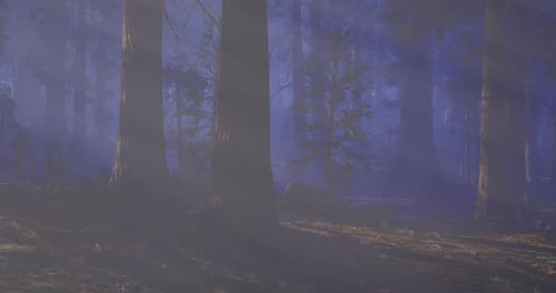 Mist Rises Among Tall Trees in a Serene Forest Setting at Dusk