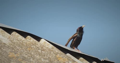 Oiseau vocal sur le toit en train d'atteindre