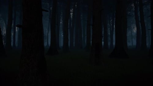 Scary Dark Forest, Woods Landscape
