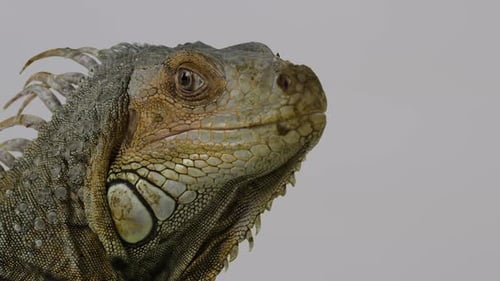 Un iguane vert photographié à partir du blanc révèle un iguane regardant vers la caméra