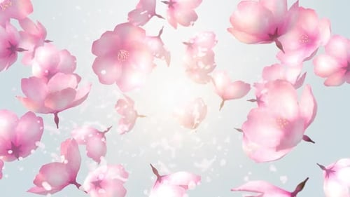 fleurs de cerisier flottantes
