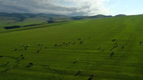 Herd of Dairy Cows on Pasture Drone Footage