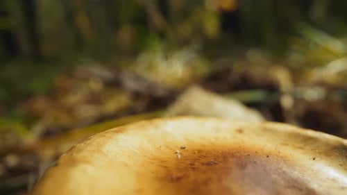 Wild Mushroom in Forest Habitat, Close Up