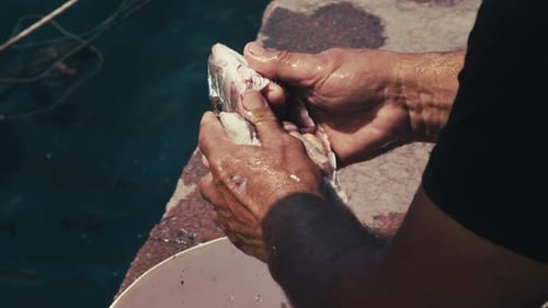 Fischer putzt Fische zum Kochen