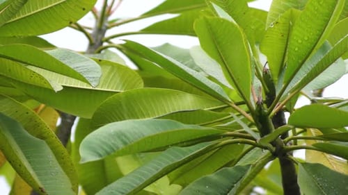 rainwater falls on the green leaves at the end of the tree.