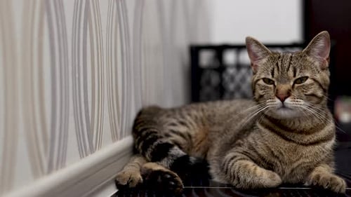 Tabby Cat Resting Indoors by Wall