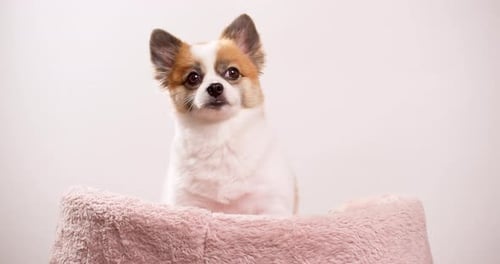 Chihuahua purebred dog detail on a neutral background with copy space