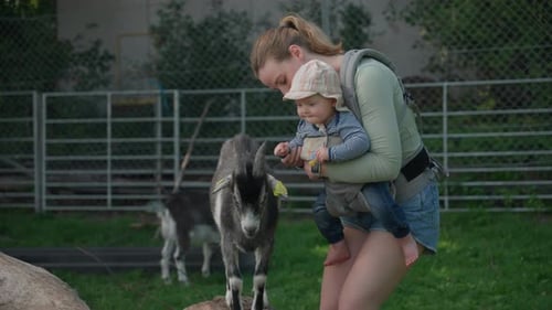 Baby Touching Goat's Horns At The Farm