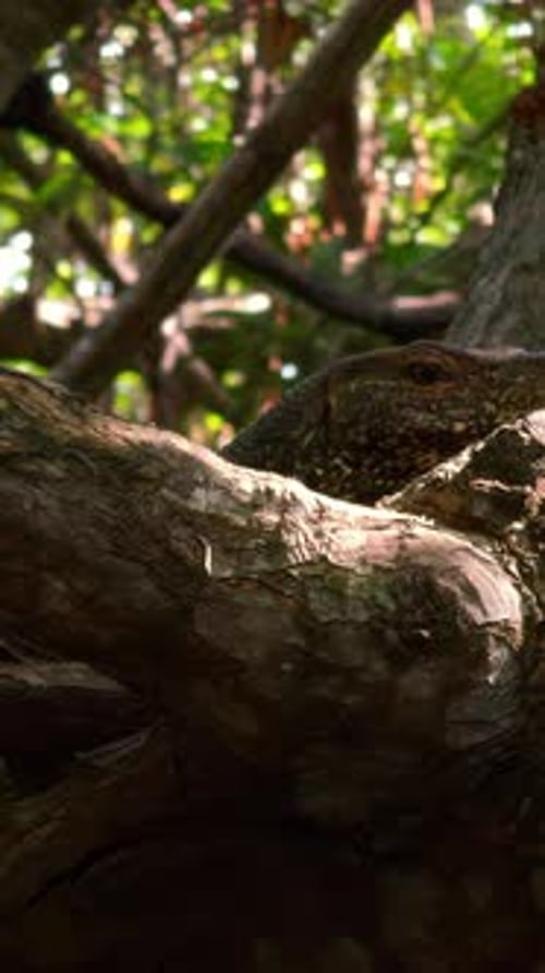 Sumpfwälder in Feuchtgebieten Konzept der Wildtier- und Biodiversitätsaktion Nahaufnahme eines Baumes mit Tangled
