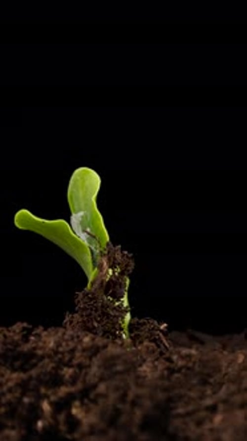 Growing Plants in Spring Timelapse Sprouts Germination Newborn Cucumber Green Seedling