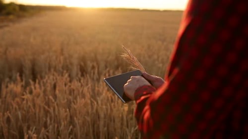 Farmer Using Tablet Inspecting Wheat Crop at Sunset