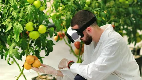 Scientist Inspecting Tomatoes with Virtual Reality Headset