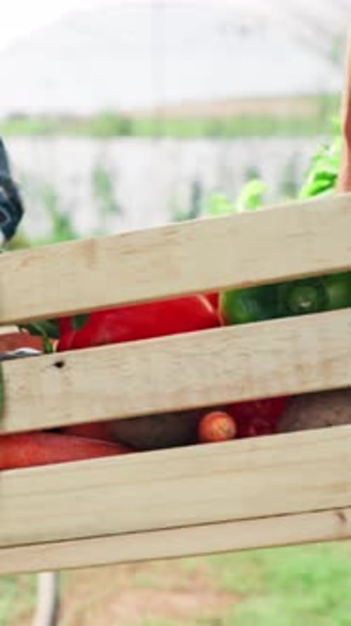 Fresh Vegetables Harvested from Garden in Crate