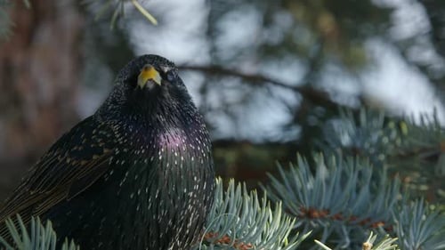 Common Starling with Iridescent black, purple, copper winter plumage