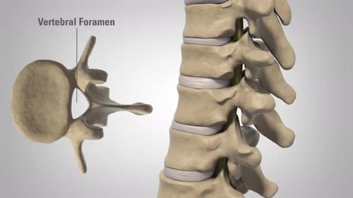 Detailed 3D Animation of Human Spine and Spinal Cord Anatomy