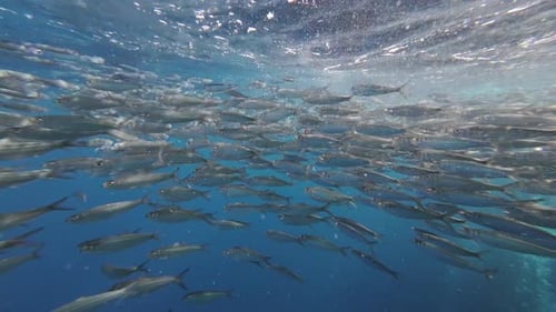 Underwater view of shoal sardine fish in sea