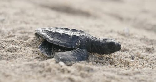 A small newborn turtle walks on the sandy beach to reach the sea or the ocean and swim to