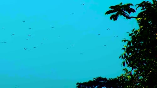 Establishing Shot of a Blue Sky Full of Migratory Birds Flying.