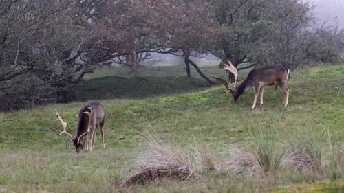 Beautiful deer with big horns walk in the forest, park. Deer eat grass. Beautiful foggy morning.