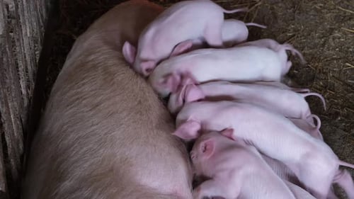 Muchos lechones jóvenes comen leche materna