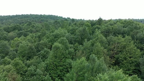 Pine Trees Forest
