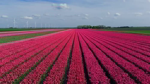Aerial Delight: Pink Tulip Fields Creating a Vibrant Tapestry in the Netherlands