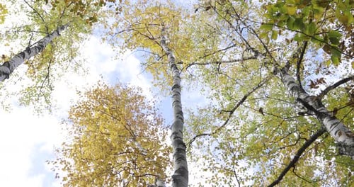 Superbe vue panoramique à faible angle des grands arbres qui changent de couleur en automne