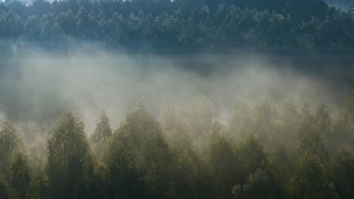 Foggy Forest In The Early Morning. - aerial shot