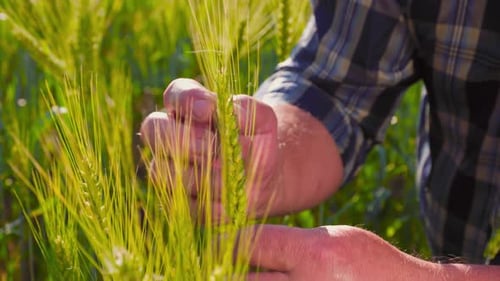 Farmer Inspects Wheat Crop in Rural Field